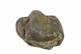 Bargain, Wide, Enrolled Austerops Trilobite - Morocco #157004-1